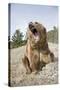 Grizzly Bear (Ursus arctos horribilis) adult, sitting with open mouth, Montana, USA-Paul Sawer-Stretched Canvas