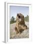 Grizzly Bear (Ursus arctos horribilis) adult, sitting with open mouth, Montana, USA-Paul Sawer-Framed Photographic Print