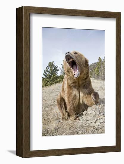 Grizzly Bear (Ursus arctos horribilis) adult, sitting with open mouth, Montana, USA-Paul Sawer-Framed Photographic Print