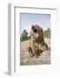 Grizzly Bear (Ursus arctos horribilis) adult, sitting with open mouth, Montana, USA-Paul Sawer-Framed Photographic Print