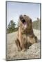 Grizzly Bear (Ursus arctos horribilis) adult, sitting with open mouth, Montana, USA-Paul Sawer-Mounted Photographic Print