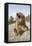 Grizzly Bear (Ursus arctos horribilis) adult, sitting with open mouth, Montana, USA-Paul Sawer-Framed Stretched Canvas