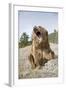 Grizzly Bear (Ursus arctos horribilis) adult, sitting with open mouth, Montana, USA-Paul Sawer-Framed Photographic Print