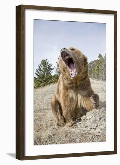 Grizzly Bear (Ursus arctos horribilis) adult, sitting with open mouth, Montana, USA-Paul Sawer-Framed Photographic Print