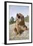 Grizzly Bear (Ursus arctos horribilis) adult, sitting with open mouth, Montana, USA-Paul Sawer-Framed Photographic Print