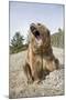 Grizzly Bear (Ursus arctos horribilis) adult, sitting with open mouth, Montana, USA-Paul Sawer-Mounted Photographic Print