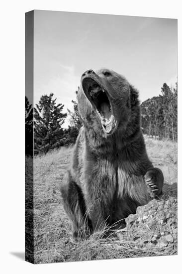 Grizzly Bear (Ursus arctos horribilis) adult, sitting with open mouth, Montana, USA-Paul Sawer-Stretched Canvas