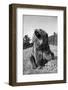 Grizzly Bear (Ursus arctos horribilis) adult, sitting with open mouth, Montana, USA-Paul Sawer-Framed Photographic Print