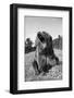 Grizzly Bear (Ursus arctos horribilis) adult, sitting with open mouth, Montana, USA-Paul Sawer-Framed Photographic Print