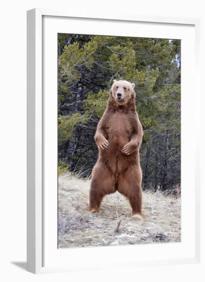 Grizzly Bear (Ursus arctos horribilis) adult, standing on hind legs, Montana, USA-Paul Sawer-Framed Photographic Print