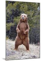 Grizzly Bear (Ursus arctos horribilis) adult, standing on hind legs, Montana, USA-Paul Sawer-Mounted Photographic Print