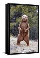 Grizzly Bear (Ursus arctos horribilis) adult, standing on hind legs, Montana, USA-Paul Sawer-Framed Stretched Canvas