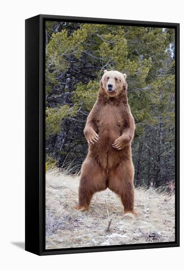 Grizzly Bear (Ursus arctos horribilis) adult, standing on hind legs, Montana, USA-Paul Sawer-Framed Stretched Canvas