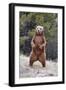 Grizzly Bear (Ursus arctos horribilis) adult, standing on hind legs, Montana, USA-Paul Sawer-Framed Photographic Print