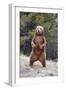 Grizzly Bear (Ursus arctos horribilis) adult, standing on hind legs, Montana, USA-Paul Sawer-Framed Photographic Print