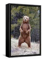 Grizzly Bear (Ursus arctos horribilis) adult, standing on hind legs, Montana, USA-Paul Sawer-Framed Stretched Canvas