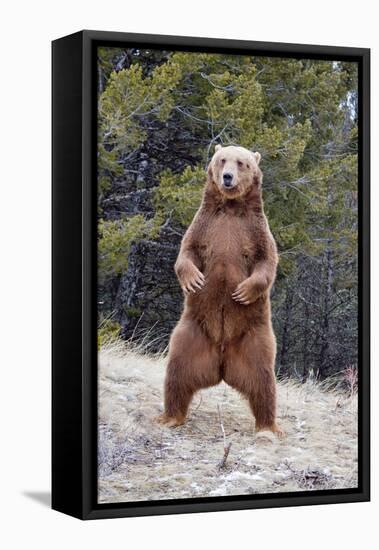 Grizzly Bear (Ursus arctos horribilis) adult, standing on hind legs, Montana, USA-Paul Sawer-Framed Stretched Canvas