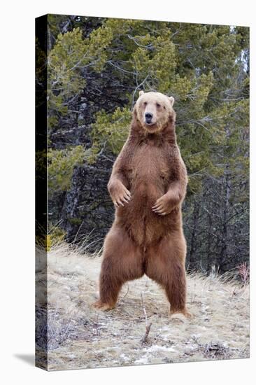 Grizzly Bear (Ursus arctos horribilis) adult, standing on hind legs, Montana, USA-Paul Sawer-Stretched Canvas