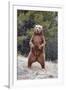 Grizzly Bear (Ursus arctos horribilis) adult, standing on hind legs, Montana, USA-Paul Sawer-Framed Photographic Print