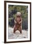 Grizzly Bear (Ursus arctos horribilis) adult, standing on hind legs, Montana, USA-Paul Sawer-Framed Photographic Print