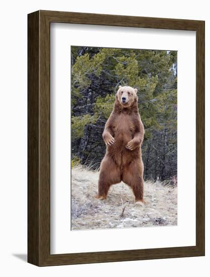 Grizzly Bear (Ursus arctos horribilis) adult, standing on hind legs, Montana, USA-Paul Sawer-Framed Photographic Print