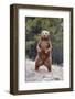 Grizzly Bear (Ursus arctos horribilis) adult, standing on hind legs, Montana, USA-Paul Sawer-Framed Photographic Print