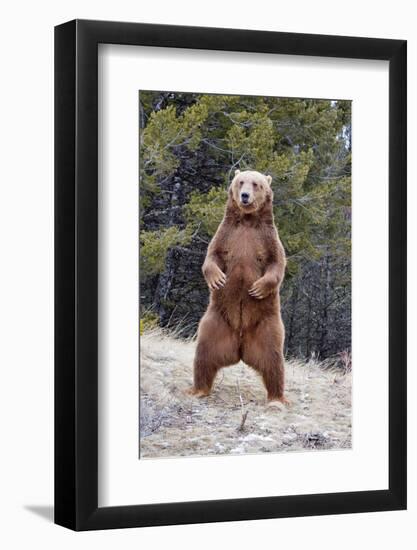 Grizzly Bear (Ursus arctos horribilis) adult, standing on hind legs, Montana, USA-Paul Sawer-Framed Photographic Print