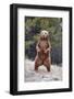 Grizzly Bear (Ursus arctos horribilis) adult, standing on hind legs, Montana, USA-Paul Sawer-Framed Photographic Print