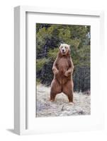 Grizzly Bear (Ursus arctos horribilis) adult, standing on hind legs, Montana, USA-Paul Sawer-Framed Photographic Print