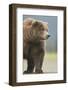 Grizzly Bear (Ursus arctos horribilis) adult, standing on sandy beach, Lake Clark , Alaska-Mark Sisson-Framed Photographic Print