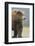Grizzly Bear (Ursus arctos horribilis) adult, standing on sandy beach, Lake Clark , Alaska-Mark Sisson-Framed Photographic Print