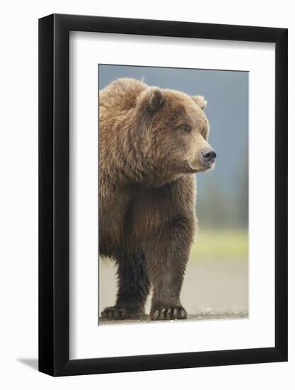 Grizzly Bear (Ursus arctos horribilis) adult, standing on sandy beach, Lake Clark , Alaska-Mark Sisson-Framed Photographic Print