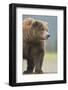 Grizzly Bear (Ursus arctos horribilis) adult, standing on sandy beach, Lake Clark , Alaska-Mark Sisson-Framed Photographic Print