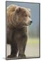 Grizzly Bear (Ursus arctos horribilis) adult, standing on sandy beach, Lake Clark , Alaska-Mark Sisson-Mounted Photographic Print