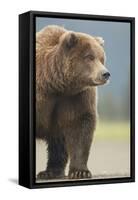 Grizzly Bear (Ursus arctos horribilis) adult, standing on sandy beach, Lake Clark , Alaska-Mark Sisson-Framed Stretched Canvas
