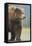 Grizzly Bear (Ursus arctos horribilis) adult, standing on sandy beach, Lake Clark , Alaska-Mark Sisson-Framed Stretched Canvas