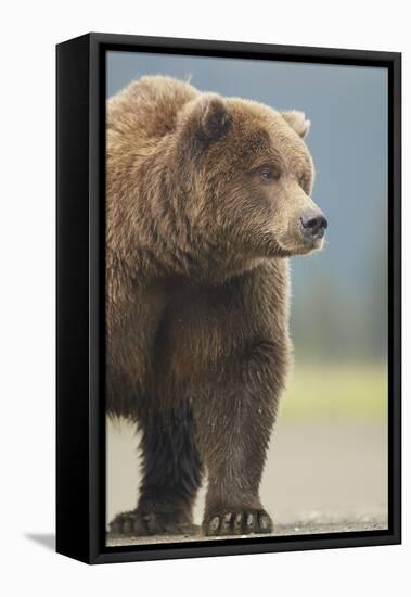 Grizzly Bear (Ursus arctos horribilis) adult, standing on sandy beach, Lake Clark , Alaska-Mark Sisson-Framed Stretched Canvas