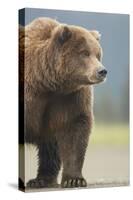 Grizzly Bear (Ursus arctos horribilis) adult, standing on sandy beach, Lake Clark , Alaska-Mark Sisson-Stretched Canvas