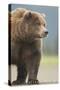 Grizzly Bear (Ursus arctos horribilis) adult, standing on sandy beach, Lake Clark , Alaska-Mark Sisson-Stretched Canvas