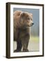 Grizzly Bear (Ursus arctos horribilis) adult, standing on sandy beach, Lake Clark , Alaska-Mark Sisson-Framed Photographic Print