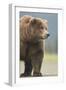 Grizzly Bear (Ursus arctos horribilis) adult, standing on sandy beach, Lake Clark , Alaska-Mark Sisson-Framed Photographic Print