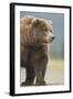 Grizzly Bear (Ursus arctos horribilis) adult, standing on sandy beach, Lake Clark , Alaska-Mark Sisson-Framed Photographic Print