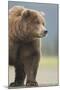 Grizzly Bear (Ursus arctos horribilis) adult, standing on sandy beach, Lake Clark , Alaska-Mark Sisson-Mounted Photographic Print