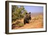 Grizzly Bear (Ursus arctos horribilis) cub, running in high desert, Monument Valley, Utah-Jurgen & Christine Sohns-Framed Photographic Print