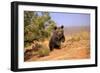 Grizzly Bear (Ursus arctos horribilis) cub, running in high desert, Monument Valley, Utah-Jurgen & Christine Sohns-Framed Photographic Print