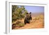 Grizzly Bear (Ursus arctos horribilis) cub, running in high desert, Monument Valley, Utah-Jurgen & Christine Sohns-Framed Photographic Print