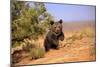 Grizzly Bear (Ursus arctos horribilis) cub, running in high desert, Monument Valley, Utah-Jurgen & Christine Sohns-Mounted Photographic Print