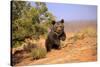 Grizzly Bear (Ursus arctos horribilis) cub, running in high desert, Monument Valley, Utah-Jurgen & Christine Sohns-Stretched Canvas