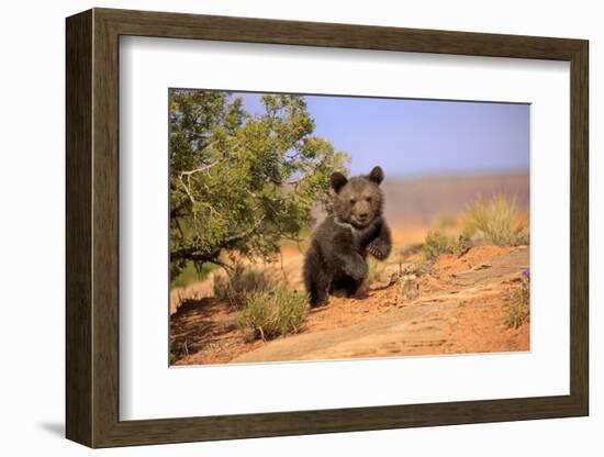Grizzly Bear (Ursus arctos horribilis) cub, running in high desert, Monument Valley, Utah-Jurgen & Christine Sohns-Framed Photographic Print