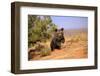 Grizzly Bear (Ursus arctos horribilis) cub, running in high desert, Monument Valley, Utah-Jurgen & Christine Sohns-Framed Photographic Print